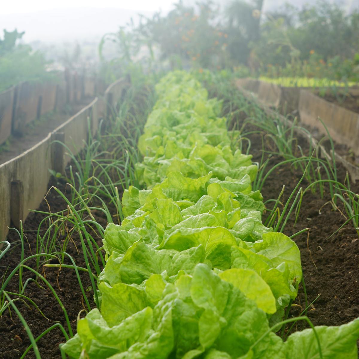 7 Reasons to Grow Your Own Organic Vegetable Garden